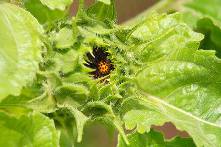 Closeup of a sunflower blossom with a red ladybug. Shallow DOF