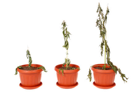 Dried hemp (cannabis) in a flowerpot on white backgroundの写真素材