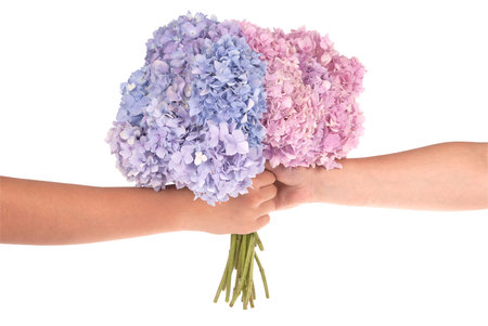 Pink and blue flower hydrangea in hands on white background. Clipping path inside