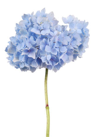 Blue flower hydrangea on whiteの写真素材