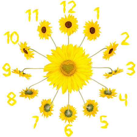 Sunflowers in the form of a clock dial isolated on whiteの写真素材