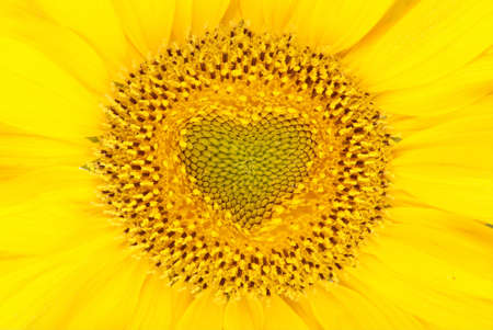 Beautiful yellow sunflower background heart shaped. Close-upの写真素材