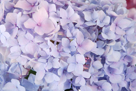 Beautiful purple hydrangeas flower background. Natural color.の写真素材