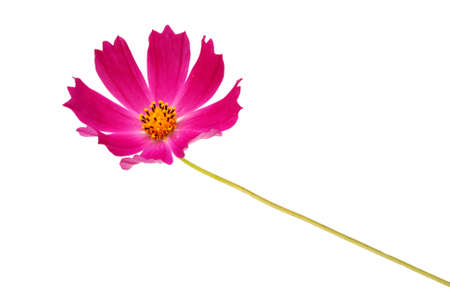 Purple flower kosmeya facing upwards isolated on whiteの写真素材