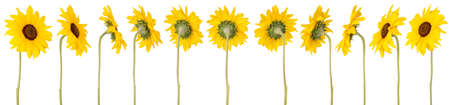 Twelve sunflowers returning Around on its axis isolated on whiteの写真素材