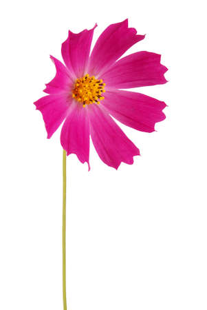 Purple flower kosmeya turned to the right isolated on whiteの写真素材