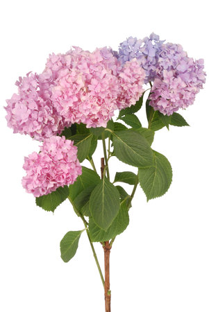 Pink flower hydrangea on white background.