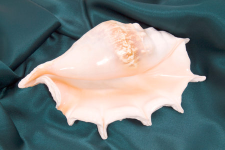 Rapana seashell on blue material