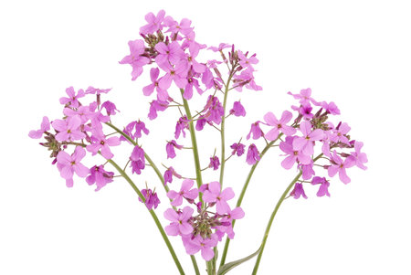 Violet flowers isolated on white background