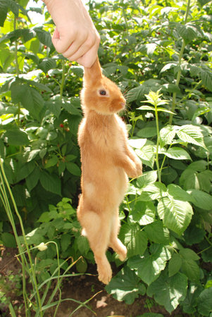 Little orange rabbit isolated on white backgroundの写真素材