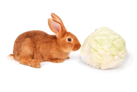 Little orange rabbit eats cabbage isolated on white backgroundの写真素材