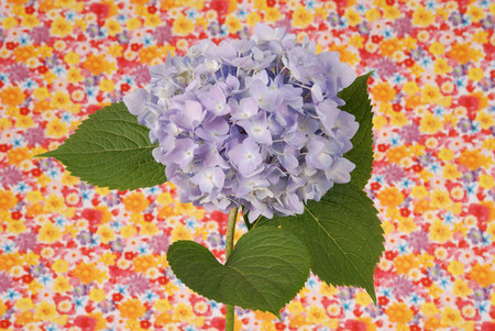 Beautiful blue hydrangeas flower background. Natural color.