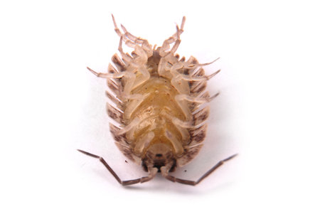 Close up view of a common woodlice (Porcellio scaber) from the bottom isolated on a white background...