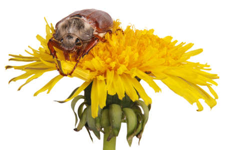 may bug on dandelion isolated on whiteの写真素材