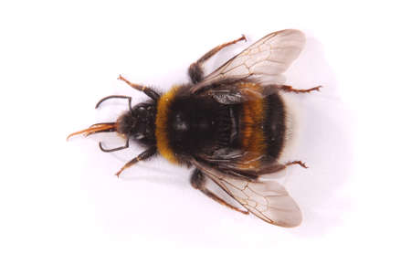 The Bumblebee (Bombus terrestris) from above isolated on white background の写真素材