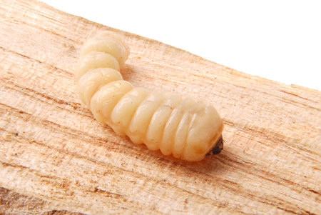 Larva bark beetle (Scolytinae). Larva of Bark beetles legless on wood background.