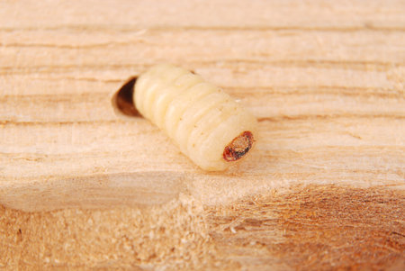 Larva bark beetle (Scolytinae). Larva of Bark beetles legless in his burrow on wood background.