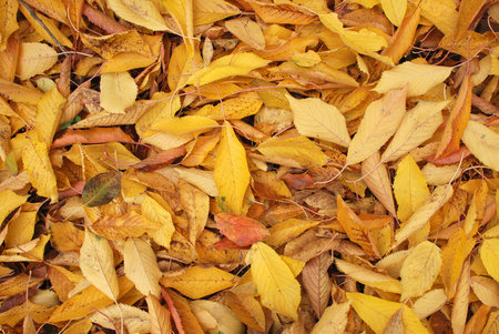 Beautiful colorful background with autumn cherry leaves