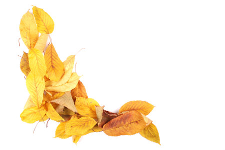 Collection group beautiful colorful autumn cherry leaves isolated on white background. Space available on right-hand side for textの写真素材
