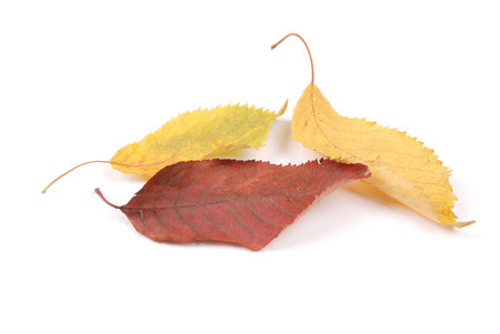 Collection group beautiful colorful autumn cherry leaves isolated on white background