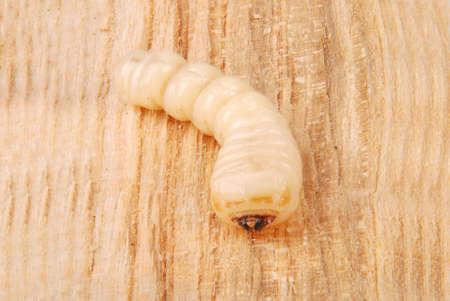 Larva bark beetle (Scolytinae). Larva of Bark beetles legless on wood background.の写真素材