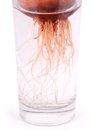 Roots of sprouted onions in a glass beaker isolated on whiteの写真素材
