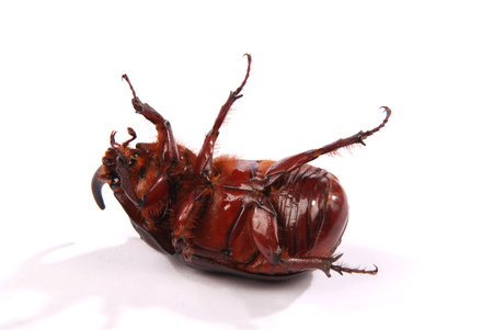 Closeup shot of male Rhinoceros beetle (Oryctes nasicornis) isolated on white background