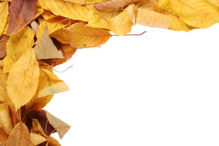 Collection group beautiful colorful autumn cherry leaves isolated on white background. Space...