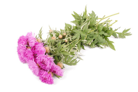 Flowers of centaurea dealbata isolated on a white, close upの写真素材