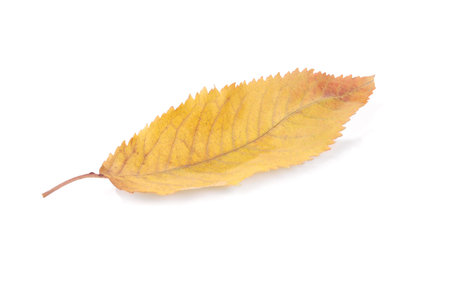 Collection beautiful colorful autumn cherry leaves isolated on white backgroundの写真素材