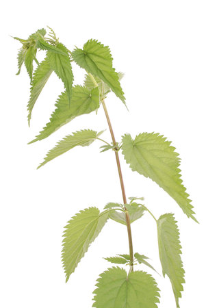 Fresh nettle. High nettle plant isolated on a white background