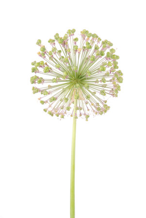 Allium flower isolated on white background