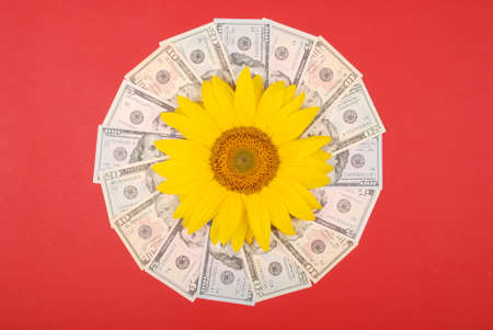 Sunflower flower on mandala kaleidoscope from money. Abstract money background raster pattern repeat mandala circle. On red background.の写真素材