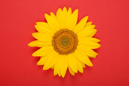 Flower of sunflower isolated on red background. Seeds and oil. Flat lay, top viewの写真素材