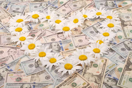 Chamomile flower beautiful and delicate in the shape of a heart isolated on dollar backgroundの写真素材