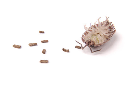 Close up view of a common woodlice (Porcellio scaber) from the front isolated on a white background with soft shadowの写真素材