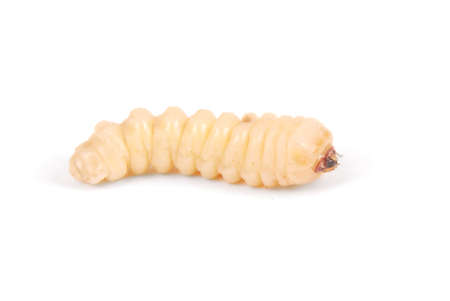 Larva bark beetle (Scolytinae). Larva of Bark beetles legless in his burrow on wood background.の写真素材
