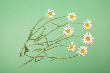 Composition chamomiles flowers on color paper background. Copy space template for postcard, lettering, text or your design. Flat lay Top view Concept Hello summer.の写真素材