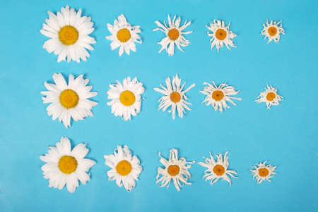 Composition chamomiles flowers on color paper background. Copy space template for postcard, lettering, text or your design. Flat lay Top view Concept Hello summer.の写真素材