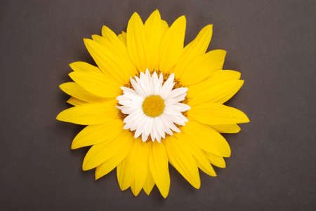 Beautiful daisy on sunflower isolated on black backgroundの写真素材