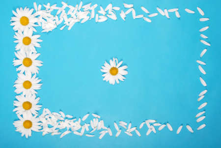 Flowers and petal composition. Chamomile on a blue background. Summer concept. Flat lay, top view, copy spaceの写真素材