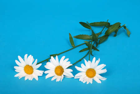 Chamomile flower beautiful and delicate isolated on blue backgroundの写真素材