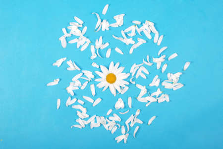 Flowers and petal composition. Chamomile on a blue background. Summer concept. Flat lay, top view, copy spaceの写真素材