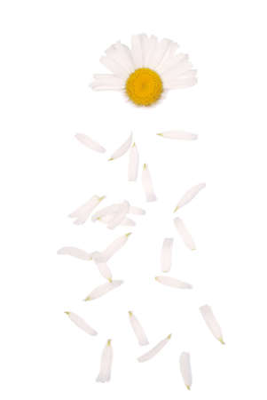 Flowers and petal composition. Chamomile on a white background. Summer concept. Flat lay, top view, copy spaceの写真素材