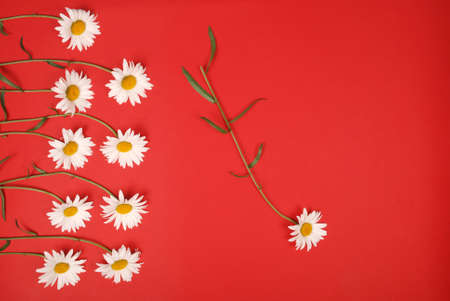 Composition chamomiles flowers on color paper background. Copy space template for postcard, lettering, text or your design. Flat lay Top view Concept Hello summer.の写真素材