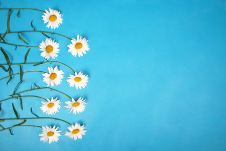 Composition chamomiles flowers on color paper background. Copy space template for postcard,...