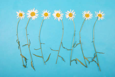 Composition chamomiles flowers on color paper background. Copy space template for postcard, lettering, text or your design. Flat lay Top view Concept Hello summer.の写真素材