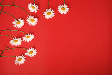 Composition chamomiles flowers on color paper background. Copy space template for postcard, lettering, text or your design. Flat lay Top view Concept Hello summer.の写真素材