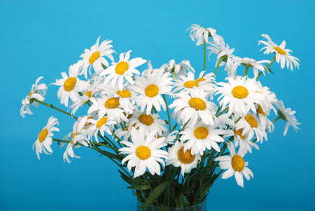 Chamomile flower beautiful and delicate isolated on blue backgroundの写真素材