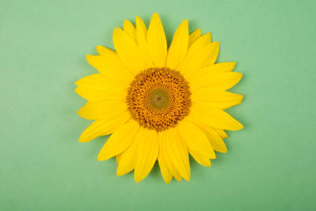 Flower of sunflower isolated on green background. Seeds and oil. Flat lay, top viewの写真素材